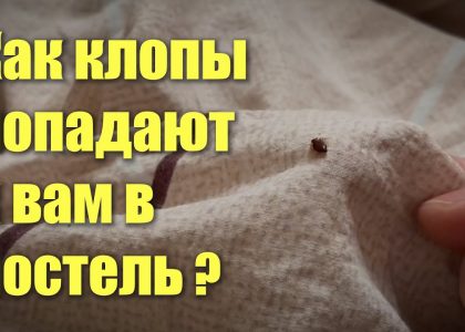 Места обитания постельных клопов в квартире